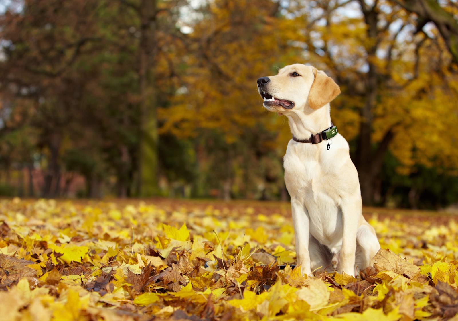 A young Labrador sitting in autumn leaves in the park, wearing the TRAKSIFY PACK