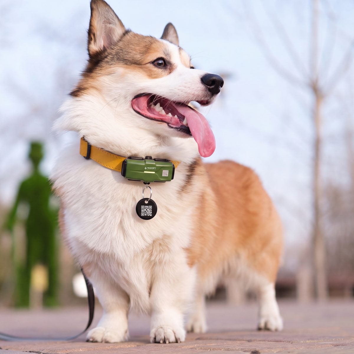 A happy corgi on a walk, wearing the green TRAKSIFY PACK GPS tracker on its collar with the QR tag hanging below
