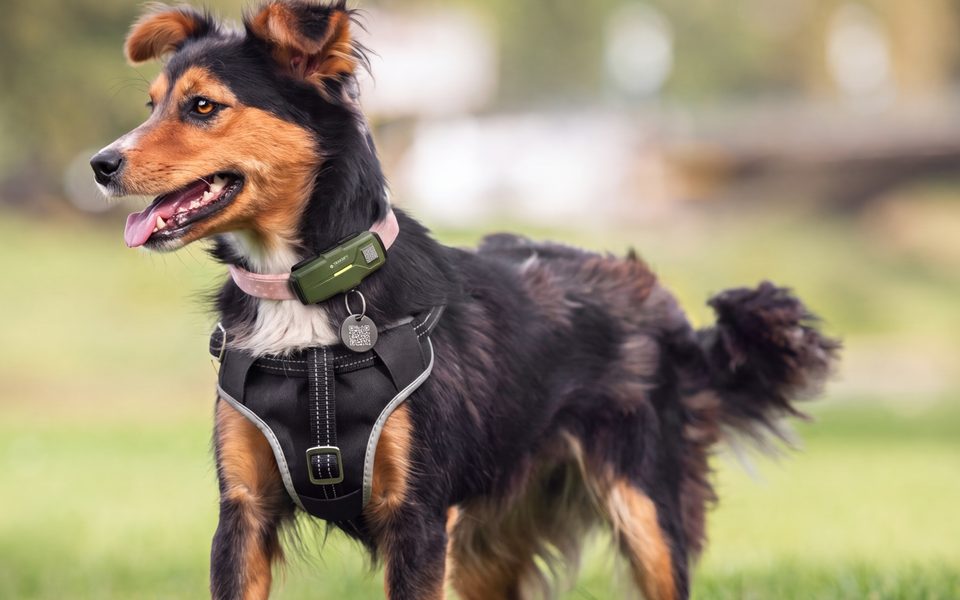 A dog in the park wearing the TRAKSIFY PACK on a pink collar