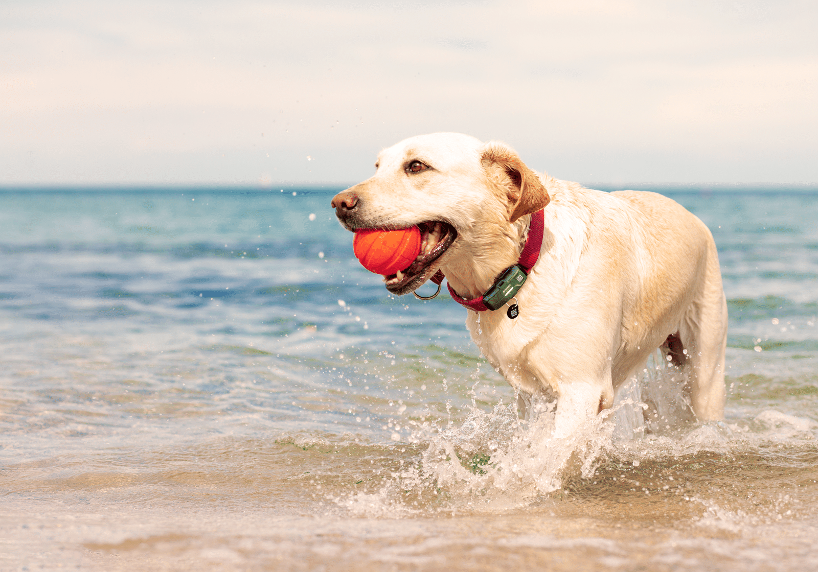 A Labrador splashing through the sea with a ball, wearing the green TRAKSIFY PACK on his collar