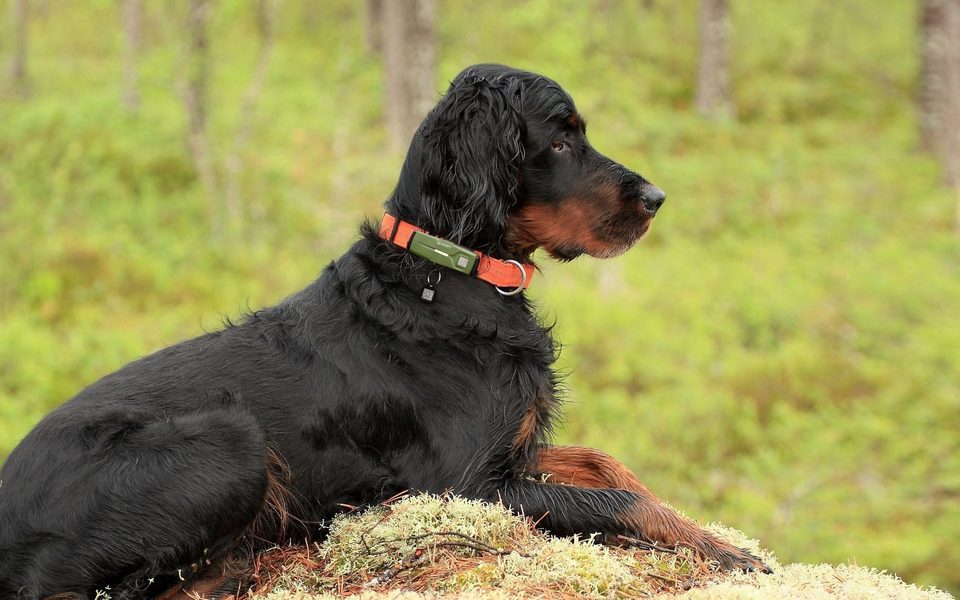 A Gordon setter resting in the forest, wearing the TRAKSIFY PACK on an orange collar