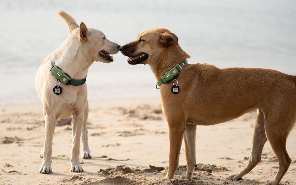 Two dogs touching noses on the beach, both wearing the TRAKSIFY PACK